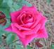 Norwich Sweetheart ™ rose photo