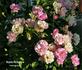 Nypels Perfection rose photo
