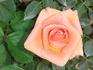 Apricot Passion ™ rose photo