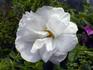 <i>Rosa rugosa</i> var. <i>albaplena</i> Rehder rose photo