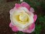 Florence Mayer rose photo