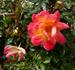 Ferris Wheel rose photo