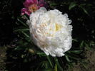 Henry Sass peony photo