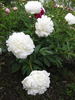 Henry Sass peony photo