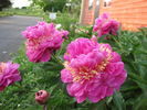 Feather Top peony photo