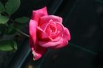 Comtesse de Leusse rose photo