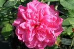 Comtesse de Leusse rose photo