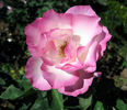 Rosella rose photo