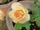Henrietta Barnett rose photo