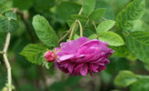 Madame Joséphine Guyet rose photo
