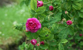 Madame Joséphine Guyet rose photo