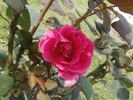Rubaiyat rose photo
