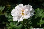 White Roadrunner ® rose photo
