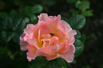 Jean de Luxembourg, Roi de Boheme rose photo