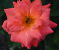 Lezginka rose photo