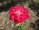 Little Buckaroo rose photo