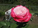 Paw Maw rose photo