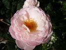 Miss Dior rose photo