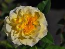 Licorice Tea rose photo