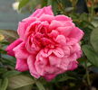 Charles de Legrady rose photo