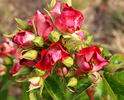 Himmelsstürmer rose photo