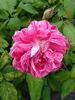 Panachée de Lyon rose photo