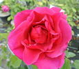 Druschki Rubra rose photo