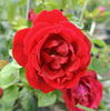 François Coppée rose photo