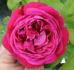 Charles Gater rose photo