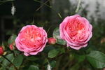 Proud Bride ® rose photo