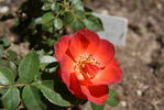 Smoke Rings rose photo