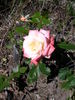 Hiroshima's Children rose photo