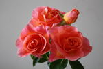 Queensland Coral rose photo