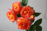 Summer Blaze rose photo