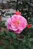Queensland Coral rose photo
