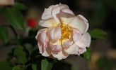 Albert Maumené rose photo