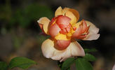 Albert Maumené rose photo