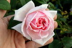 Radiosa rose photo
