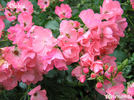 Alfabia rose photo