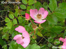 Rosa Sternenflor rose photo