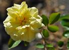 Licorice Tea rose photo