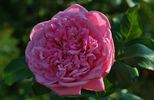 Mon Petit Chou rose photo