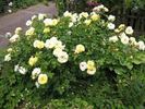 Northern Yellow rose photo