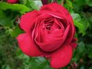 Red Blush rose photo