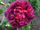 Crimson Blush rose photo