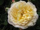 Lemon Blush rose photo