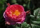 Madame de Staël rose photo