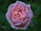 Louis Richard rose photo