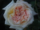 Louis Richard rose photo