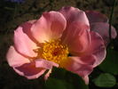 Gwen Nash rose photo